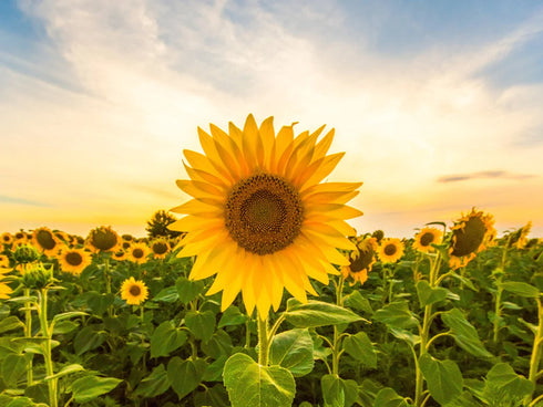 Sunflower Surajmukhi Flower Seeds